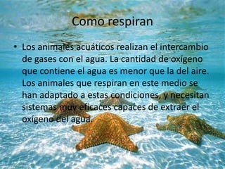 Como respiran
• Los animales acuáticos realizan el intercambio
de gases con el agua. La cantidad de oxígeno
que contiene el agua es menor que la del aire.
Los animales que respiran en este medio se
han adaptado a estas condiciones, y necesitan
sistemas muy eficaces capaces de extraer el
oxígeno del agua.
 
