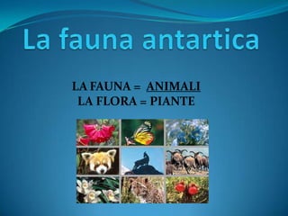 LA FAUNA = ANIMALI
LA FLORA = PIANTE

 