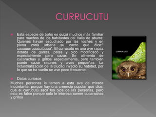  Esta especie de búho es quizá muchos más familiar
para muchos de los habitantes del Valle de aburra:
Quienes hayan escuchado por las noches y en
plena zona urbana su canto que dice:"
cuuuuurruuucutúuuu". El currucutú es una ave rapaz
dotada de garras, patas y pico modificado y
especialmente para cazar: Se alimenta de
cucarachas y grillos especialmente, pero también
puede cazar ratones y aves pequeñas: La
industrialización de la ciudad invadió su habitad, por
lo que se ha vuelto un ave poco frecuente.
 Datos curiosos
Muchas personas le temen a esta ave de mirada
inquietante, porque hay una creencia popular que dice,
que el currucutú saca los ojos de las personas, pero
esto es falso porque solo le interesa comer cucarachas
y grillos
 