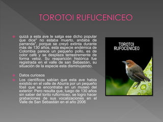  quizá a esta ave le salga ese dicho popular
que dice" no estaba muerto, andaba de
parranda", porque se creyó extinta durante
más de 130 años, esta especie endémica de
Colombia parece un pequeño pollo, es de
color café y se desplaza terrestremente de
forma veloz. Su reaparición histórica fue
registrada en el valle de san Sebastián, su
situación de la especie esta disminuyendo.
 Datos curiosos
 Los científicos sabían que esta ave había
existido en el valle de Aburra por un pequeño
fósil que se encontraba en un museo del
exterior: Pero resulta que, luego de 130 años
sin saber del torito ruficrniceo, se logro hacer
grabaciones de sus vocalizaciones en el
Valle de San Sebastián en el año 2006
 