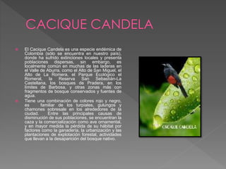  El Cacique Candela es una especie endémica de
Colombia (sólo se encuentra en nuestro país),
donde ha sufrido extinciones locales y presenta
poblaciones dispersas, sin embargo, es
localmente común en muchas de las laderas en
el Valle de Aburra, como el Alto de San Miguel, el
Alto de La Romera, el Parque Ecológico el
Romeral, la Reserva San Sebastián-La
Castellana, los bosques de Pradera, en los
límites de Barbosa, y otras zonas más con
fragmentos de bosque conservados y fuentes de
agua.
 Tiene una combinación de colores rojo y negro,
es familiar de los turpiales, gulungos y
chamones sobresale en los alrededores de la
ciudad. Entre las principales causas de
disminución de sus poblaciones, se encuentran la
caza y la comercialización como ave ornamental,
y en mayor medida la pérdida de su hábitat por
factores como la ganadería, la urbanización y las
plantaciones de explotación forestal, actividades
que llevan a la desaparición del bosque nativo.
 