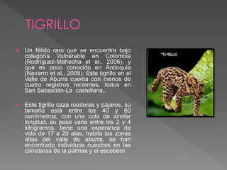  Un félido raro que se encuentra bajo
categoría Vulnerable en Colombia
(Rodríguez-Mahecha et al., 2006), y
que es poco conocido en Antioquia
(Navarro et al., 2005). Este tigrillo en el
Valle de Aburra cuenta con menos de
cuatro registros recientes, todos en
San Sebastián-La castellana,.
 Este tigrillo caza roedores y pájaros, su
tamaño está entre los 40 y 60
centímetros, con una cola de similar
longitud, su peso varia entre los 2 y 4
kilogramos, tiene une esperanza de
vida de 17 a 20 alas, habita las zonas
altas del valle de aburra, se han
encontrado individuos nuestros en las
carreteras de la palmas y el escobero
 