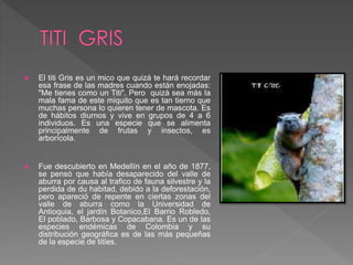  El titi Gris es un mico que quizá te hará recordar
esa frase de las madres cuando están enojadas:
"Me tienes como un Titi". Pero quizá sea más la
mala fama de este miquito que es tan tierno que
muchas persona lo quieren tener de mascota. Es
de hábitos diurnos y vive en grupos de 4 a 6
individuos. Es una especie que se alimenta
principalmente de frutas y insectos, es
arborícola.
 Fue descubierto en Medellín en el año de 1877,
se pensó que había desaparecido del valle de
aburra por causa al trafico de fauna silvestre y la
perdida de du habitad, debido a la deforestación,
pero apareció de repente en ciertas zonas del
valle de aburra como la Universidad de
Antioquia, el jardín Botanico,El Barrio Robledo,
El poblado, Barbosa y Copacabana. Es un de las
especies endémicas de Colombia y su
distribución geográfica es de las más pequeñas
de la especie de titíes.
 