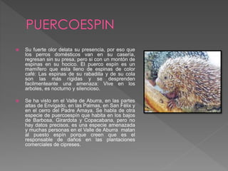  Su fuerte olor delata su presencia, por eso que
los perros domésticos van en su casería,
regresan sin su presa, pero si con un montón de
espinas en su hocico. El puerco espín es un
mamífero que esta lleno de espinas de color
café: Las espinas de su rabadilla y de su cola
son las más rígidas y se desprenden
facilmenteante una amenaza: Vive en los
arboles, es nocturno y silencioso.
 Se ha visto en el Valle de Aburra, en las partes
altas de Envigado, en las Palmas, en San Félix y
en el cerro del Padre Amaya. Se habla de otra
especie de puercoespín que habita en los bajos
de Barbosa, Girardota y Copacabana, pero no
hay datos precisos. es una especie amenazada
y muchas personas en el Valle de Aburra matan
al puesto espín porque creen que es el
responsable de daños en las plantaciones
comerciales de cipreses.
 