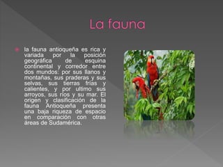  la fauna antioqueña es rica y
variada por la posición
geográfica de esquina
continental y corredor entre
dos mundos: por sus llanos y
montañas, sus praderas y sus
selvas, sus tierras frías y
calientes, y por ultimo sus
arroyos, sus ríos y su mar. El
origen y clasificación de la
fauna Antioqueña presenta
una baja riqueza de espacio
en comparación con otras
áreas de Sudamérica.
 