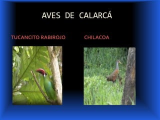 AVES DE CALARCÁ<br />TUCANCITO RABIROJO<br />CHILACOA<br />