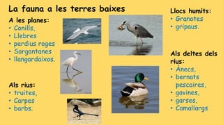 A les planes:
• Conills,
• Llebres
• perdius roges
• Sargantanes
• llangardaixos.
La fauna a les terres baixes Llocs humits:
• Granotes
• gripaus.
Als rius:
• truites,
• Carpes
• barbs.
Als deltes dels
rius:
• Ànecs,
• bernats
pescaires,
• gavines,
• garses,
• Camallargs
 