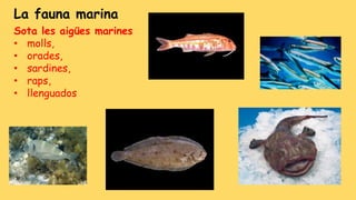 La fauna marina
Sota les aigües marines
• molls,
• orades,
• sardines,
• raps,
• llenguados
 