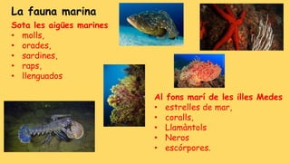 La fauna marina
Sota les aigües marines
• molls,
• orades,
• sardines,
• raps,
• llenguados
Al fons marí de les illes Medes
• estrelles de mar,
• coralls,
• Llamàntols
• Neros
• escórpores.
 