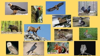 La fauna de catalunya