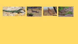 La fauna de catalunya