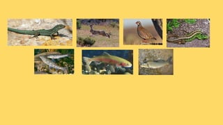 La fauna de catalunya