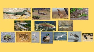 La fauna de catalunya