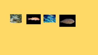 La fauna de catalunya