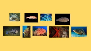 La fauna de catalunya