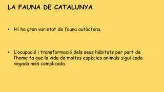 • Hi ha gran varietat de fauna autòctona.
• L’ocupació i transformació dels seus hàbitats per part de
l’home fa que la vida de moltes espècies animals sigui cada
vegada més complicada.
LA FAUNA DE CATALUNYA
 