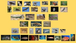 La fauna de catalunya