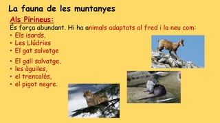 La fauna de les muntanyes
Als Pirineus:
És força abundant. Hi ha animals adaptats al fred i la neu com:
• Els isards,
• Les Llúdries
• El gat salvatge
• El gall salvatge,
• les àguiles,
• el trencalòs,
• el pigot negre.
 