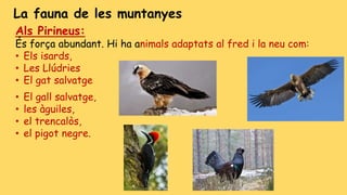La fauna de les muntanyes
Als Pirineus:
És força abundant. Hi ha animals adaptats al fred i la neu com:
• Els isards,
• Les Llúdries
• El gat salvatge
• El gall salvatge,
• les àguiles,
• el trencalòs,
• el pigot negre.
 