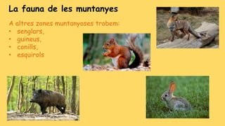 La fauna de les muntanyes
A altres zones muntanyoses trobem:
• senglars,
• guineus,
• conills,
• esquirols
 