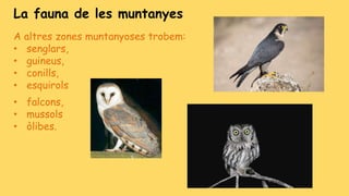 La fauna de les muntanyes
A altres zones muntanyoses trobem:
• senglars,
• guineus,
• conills,
• esquirols
• falcons,
• mussols
• òlibes.
 