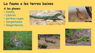 A les planes:
• Conills,
• Llebres
• perdius roges
• Sargantanes
• llangardaixos.
La fauna a les terres baixes
 