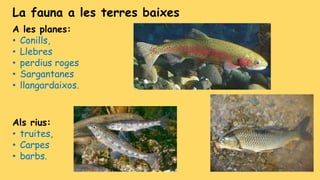 A les planes:
• Conills,
• Llebres
• perdius roges
• Sargantanes
• llangardaixos.
La fauna a les terres baixes
Als rius:
• truites,
• Carpes
• barbs.
 