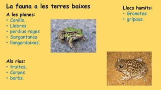 A les planes:
• Conills,
• Llebres
• perdius roges
• Sargantanes
• llangardaixos.
La fauna a les terres baixes Llocs humits:
• Granotes
• gripaus.
Als rius:
• truites,
• Carpes
• barbs.
 