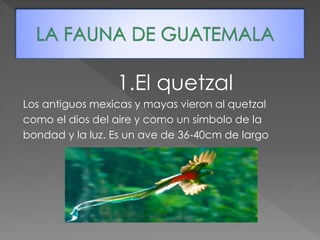 1.El quetzal 
Los antiguos mexicas y mayas vieron al quetzal 
como el dios del aire y como un símbolo de la 
bondad y la luz. Es un ave de 36-40cm de largo  