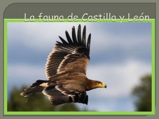La fauna de Castilla y León 