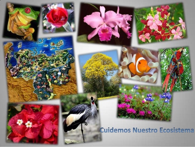 La fauna y la flora diapositivas