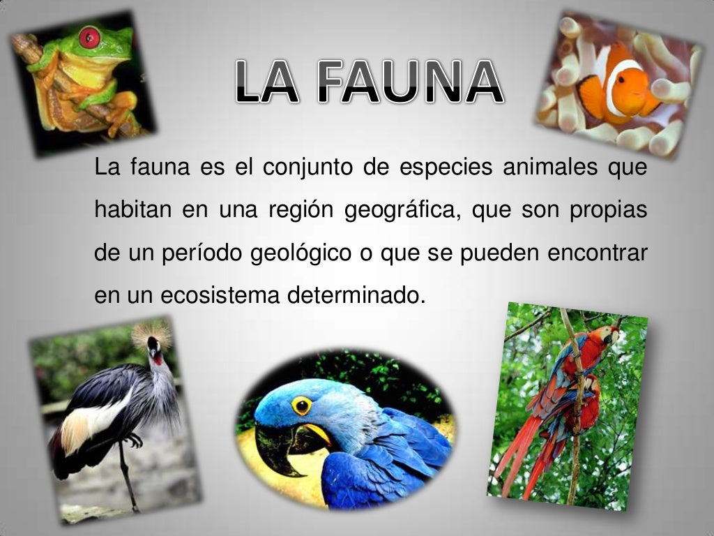 La fauna y la flora diapositivas