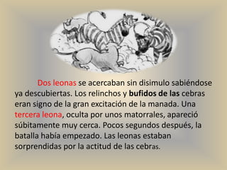 Dos leonas se acercaban sin disimulo sabiéndose
ya descubiertas. Los relinchos y bufidos de las cebras
eran signo de la gran excitación de la manada. Una
tercera leona, oculta por unos matorrales, apareció
súbitamente muy cerca. Pocos segundos después, la
batalla había empezado. Las leonas estaban
sorprendidas por la actitud de las cebras.
 