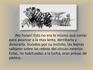 iNo huían! Esto no era lo mismo que correr
para alcanzar a la mas lenta, derribarla y
devorarla. Guiadas por su instinto, las leonas
saltaron sobre las cebras del círculo exterior.
Estas, no habituadas a la lucha, eran presas de
pánico .
 