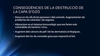 CONSEQÜÈNCIES DE LA DESTRUCCIÓ DE
LA CAPA D’OZÓ
• Danys en els ulls de les persones i dels animals. Augmentarien els
problemes de catarates i de ceguesa.
• Alteracions en el sistema immunològic que ens farien més
vulnerables als bacteris i virus.
• Augment dels càncers de pell i de les dermatosis al·lèrgiques.
• Augment del risc de cremades greus per exposició al Sol.
 