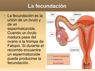 La fecundación
   La fecundación es la
    unión de un óvulo y
    de un
    espermatozoide.
    Cuando un óvulo
    madura pasa del
    ovario a la trompa de
    Falopio. Si durante el
    recorrido encuentra
    un espermatozoide
    puede producirse la
    fecundación.
 