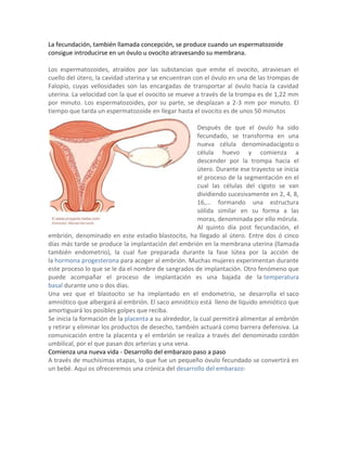 La fecundación, también llamada concepción, se produce cuando un espermatozoide
consigue introducirse en un óvulo u ovocito atravesando su membrana.
Los espermatozoides, atraídos por las substancias que emite el ovocito, atraviesan el
cuello del útero, la cavidad uterina y se encuentran con el óvulo en una de las trompas de
Falopio, cuyas vellosidades son las encargadas de transportar al óvulo hacia la cavidad
uterina. La velocidad con la que el ovocito se mueve a través de la trompa es de 1,22 mm
por minuto. Los espermatozoides, por su parte, se desplazan a 2-3 mm por minuto. El
tiempo que tarda un espermatozoide en llegar hasta el ovocito es de unos 50 minutos
Después de que el óvulo ha sido
fecundado, se transforma en una
nueva célula denominadacigoto o
célula huevo y comienza a
descender por la trompa hacia el
útero. Durante ese trayecto se inicia
el proceso de la segmentación en el
cual las células del cigoto se van
dividiendo sucesivamente en 2, 4, 8,
16,... formando una estructura
sólida similar en su forma a las
moras, denominada por ello mórula.
Al quinto día post fecundación, el
embrión, denominado en este estadio blastocito, ha llegado al útero. Entre dos ó cinco
días más tarde se produce la implantación del embrión en la membrana uterina (llamada
también endometrio), la cual fue preparada durante la fase lútea por la acción de
la hormona progesterona para acoger al embrión. Muchas mujeres experimentan durante
este proceso lo que se le da el nombre de sangrados de implantación. Otro fenómeno que
puede acompañar el proceso de implantación es una bajada de la temperatura
basal durante uno o dos días.
Una vez que el blastocito se ha implantado en el endometrio, se desarrolla el saco
amniótico que albergará al embrión. El saco amniótico está lleno de líquido amniótico que
amortiguará los posibles golpes que reciba.
Se inicia la formación de la placenta a su alrededor, la cual permitirá alimentar al embrión
y retirar y eliminar los productos de desecho, también actuará como barrera defensiva. La
comunicación entre la placenta y el embrión se realiza a través del denominado cordón
umbilical, por el que pasan dos arterias y una vena.
Comienza una nueva vida - Desarrollo del embarazo paso a paso
A través de muchísimas etapas, lo que fue un pequeño óvulo fecundado se convertirá en
un bebé. Aquí os ofreceremos una crónica del desarrollo del embarazo:
 