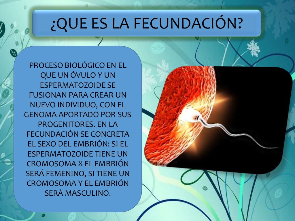 La fecundacion