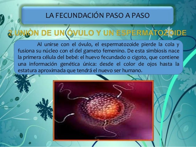 Cuanto Tarda En Unirse El Ovulo Y El Espermatozoide