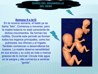 Semana 9 a la12
En la novena semana, el bebé ya se
llama “feto”. Comienza a moverse, pero
la madre todavía no está consciente de
dichos movimientos. Se forman las
rodillas. Durante este período se forman
todos los órganos principales, como los
pulmones, los riñones y el hígado.
También comienzan a desarrollarse los
huesos. La madre observa sensibilidad
en sus encías y su cutis es más o menos
grasoso de lo normal. Circula más agua
en la sangre y ella comienza a sentirse
“gorda”.
UN DIARIO DEL DESARROLLO
DEL BEBÉ
 