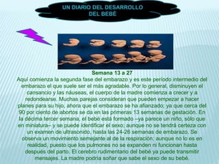 Semana 13 a 27
Aquí comienza la segunda fase del embarazo y es este período intermedio del
embarazo el que suele ser el más agradable. Por lo general, disminuyen el
cansancio y las náuseas, el cuerpo de la madre comienza a crecer y a
redondearse. Muchas parejas consideran que pueden empezar a hacer
planes para su hijo, ahora que el embarazo se ha afianzado; ya que cerca del
90 por ciento de abortos se da en las primeras 13 semanas de gestación. En
la décima tercer semana, el bebé está formado –ya parece un niño, sólo que
en miniatura– y se puede identificar el sexo; aunque no se tendrá certeza con
un examen de ultrasonido, hasta las 24-26 semanas de embarazo. Se
observa un movimiento semejante al de la respiración; aunque no lo es en
realidad, puesto que los pulmones no se expanden ni funcionan hasta
después del parto. El cerebro rudimentario del bebé ya puede transmitir
mensajes. La madre podría soñar que sabe el sexo de su bebé.
UN DIARIO DEL DESARROLLO
DEL BEBÉ
 