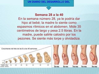UN DIARIO DEL DESARROLLO DEL
BEBÉ
Semana 28 a la 40
En la semana número 28, ya le podría dar
hipo al bebé; la madre lo siente como
espasmos rítmicos en el abdomen. Mide 35
centímetros de largo y pesa 2.5 libras. En la
madre, puede salirle calostro por los
pezones. Se siente más torpe y olvidadiza.
 
