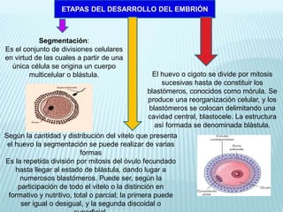 ETAPAS DEL DESARROLLO DEL EMBRIÓN
Segmentación:
Es el conjunto de divisiones celulares
en virtud de las cuales a partir de una
única célula se origina un cuerpo
multicelular o blástula. El huevo o cigoto se divide por mitosis
sucesivas hasta de constituir los
blastómeros, conocidos como mórula. Se
produce una reorganización celular, y los
blastómeros se colocan delimitando una
cavidad central, blastocele. La estructura
así formada se denominada blástula.
Según la cantidad y distribución del vitelo que presenta
el huevo la segmentación se puede realizar de varias
formas
Es la repetida división por mitosis del óvulo fecundado
hasta llegar al estado de blástula, dando lugar a
numerosos blastómeros. Puede ser, según la
participación de todo el vitelo o la distinción en
formativo y nutritivo, total o parcial; la primera puede
ser igual o desigual, y la segunda discoidal o
 
