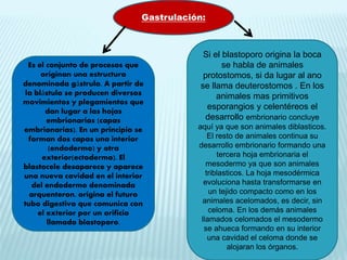 Es el conjunto de procesos que
originan una estructura
denominada gástrula. A partir de
la blástula se producen diversos
movimientos y plegamientos que
dan lugar a las hojas
embrionarias (capas
embrionarias). En un principio se
forman dos capas una interior
(endodermo) y otra
exterior(ectodermo). El
blastocele desaparece y aparece
una nueva cavidad en el interior
del endodermo denominada
arquenteron, origina el futuro
tubo digestivo que comunica con
el exterior por un orificio
llamado blastoporo.
Gastrulación:
Si el blastoporo origina la boca
se habla de animales
protostomos, si da lugar al ano
se llama deuterostomos . En los
animales mas primitivos
esporangios y celentéreos el
desarrollo embrionario concluye
aquí ya que son animales diblasticos.
El resto de animales continua su
desarrollo embrionario formando una
tercera hoja embrionaria el
mesodermo ya que son animales
triblasticos. La hoja mesodérmica
evoluciona hasta transformarse en
un tejido compacto como en los
animales acelomados, es decir, sin
celoma. En los demás animales
llamados celomados el mesodermo
se ahueca formando en su interior
una cavidad el celoma donde se
alojaran los órganos.
 