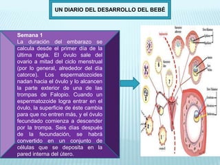 UN DIARIO DEL DESARROLLO DEL BEBÉ
Semana 1
La duración del embarazo se
calcula desde el primer día de la
última regla. El óvulo sale del
ovario a mitad del ciclo menstrual
(por lo general, alrededor del día
catorce). Los espermatozoides
nadan hacia el óvulo y lo alcancen
la parte exterior de una de las
trompas de Falopio. Cuando un
espermatozoide logra entrar en el
óvulo, la superficie de éste cambia
para que no entren más, y el óvulo
fecundado comienza a descender
por la trompa. Seis días después
de la fecundación, se habrá
convertido en un conjunto de
células que se deposita en la
pared interna del útero.
 