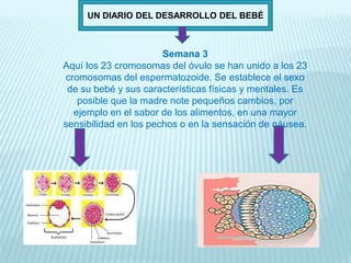 UN DIARIO DEL DESARROLLO DEL BEBÉ
Semana 3
Aquí los 23 cromosomas del óvulo se han unido a los 23
cromosomas del espermatozoide. Se establece el sexo
de su bebé y sus características físicas y mentales. Es
posible que la madre note pequeños cambios, por
ejemplo en el sabor de los alimentos, en una mayor
sensibilidad en los pechos o en la sensación de náusea.
 