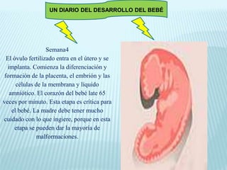 UN DIARIO DEL DESARROLLO DEL BEBÉ
Semana4
El óvulo fertilizado entra en el útero y se
implanta. Comienza la diferenciación y
formación de la placenta, el embrión y las
células de la membrana y líquido
amniótico. El corazón del bebé late 65
veces por minuto. Esta etapa es crítica para
el bebé. La madre debe tener mucho
cuidado con lo que ingiere, porque en esta
etapa se pueden dar la mayoría de
malformaciones.
 