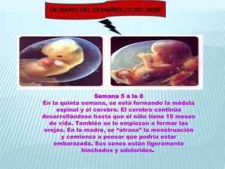 UN DIARIO DEL DESARROLLO DEL BEBÉ
Semana 5 a la 8
En la quinta semana, se está formando la médula
espinal y el cerebro. El cerebro continúa
desarrollándose hasta que el niño tiene 18 meses
de vida. También se le empiezan a formar las
orejas. En la madre, se “atrasa” la menstruación
y comienza a pensar que podría estar
embarazada. Sus senos están ligeramente
hinchados y adoloridos.
 