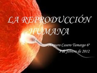 LA REPRODUCCIÓN HUMANA Amparo Casero Tamargo 6º  3 de febrero de 2012   
