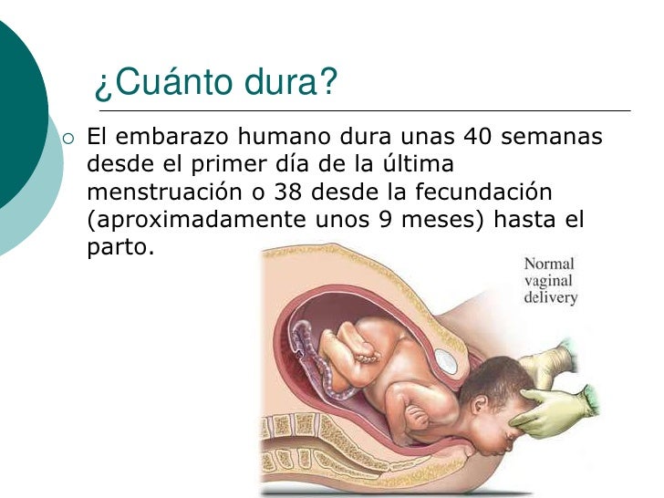 Cómo Saber Si Mi Gata Está Embarazada Blog Agrocampo Colombia